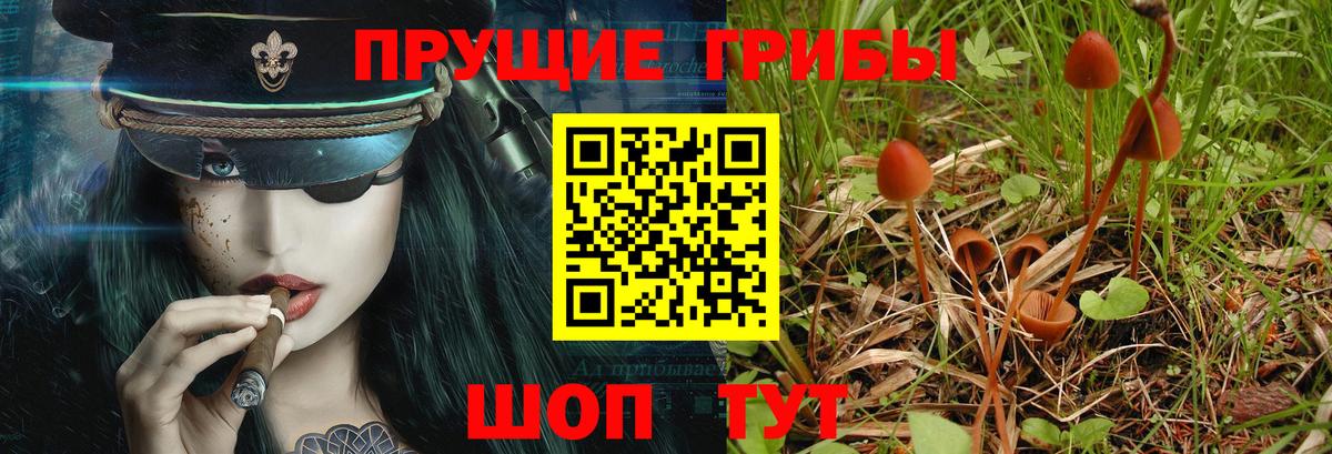 Псилоцибиновые грибы Psilocybe Фурманов